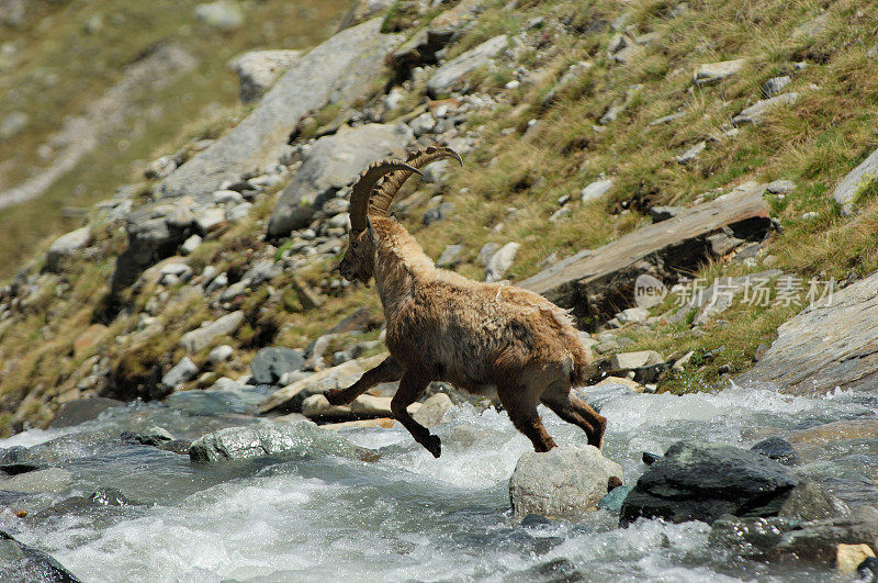 高山山羊 (Capra ibex ibex)